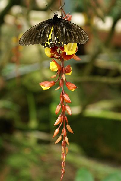 Cameron Highlands 8.jpg